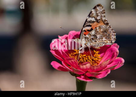 Papillon monarque pollinisant un brillant rose fleur Banque D'Images