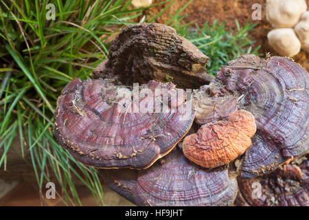 Le champignon Reishi frais pour l'affichage, stock photo Banque D'Images