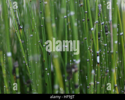 Swamp Gras - Equisetum hyemale Banque D'Images