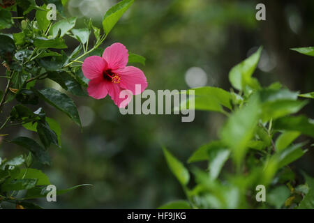 Fleur d'Hibiscus rose sur une branche - Contexte Banque D'Images