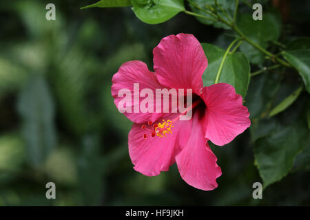 Fleur d'Hibiscus rose sur une branche - Close Up Banque D'Images