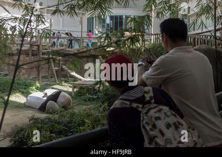 Les visiteurs d'oeil à un panda dans son enclos au Zoo National, à Kuala Lumpur, en Malaisie. Banque D'Images