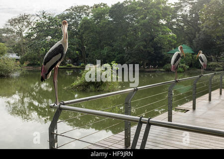 Un troupeau de Milky Stork au National Zoo, à Kuala Lumpur, en Malaisie. Banque D'Images