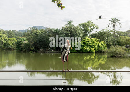 Un troupeau de Milky Stork au National Zoo, à Kuala Lumpur, en Malaisie. Banque D'Images