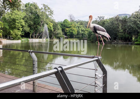 Un troupeau de Milky Stork au National Zoo, à Kuala Lumpur, en Malaisie. Banque D'Images