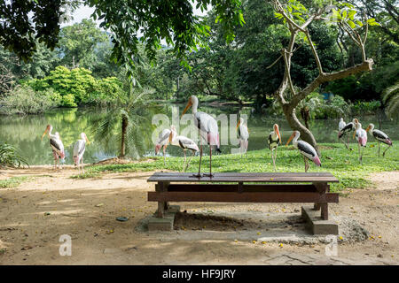 Un troupeau de Milky Stork au National Zoo, à Kuala Lumpur, en Malaisie. Banque D'Images