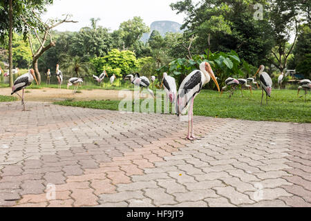 Un troupeau de Milky Stork au National Zoo, à Kuala Lumpur, en Malaisie. Banque D'Images