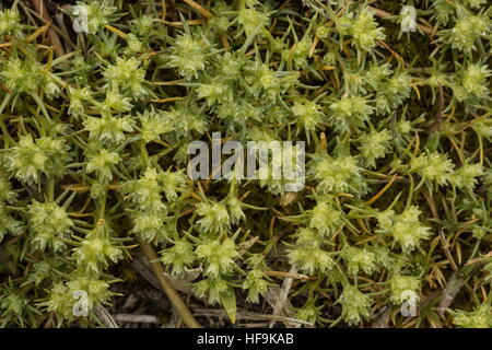Un Knawel, vivace Scleranthus perennis subsp. burnatii, endémique au sud-ouest de l'Europe. La corse. Banque D'Images