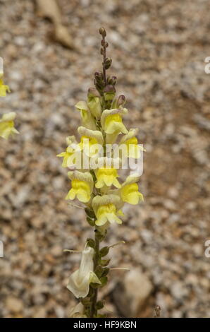 Un sauvage, Snapdragon Antirrhinum majus ssp. latifolium, Alpes Maritimes, France. Banque D'Images