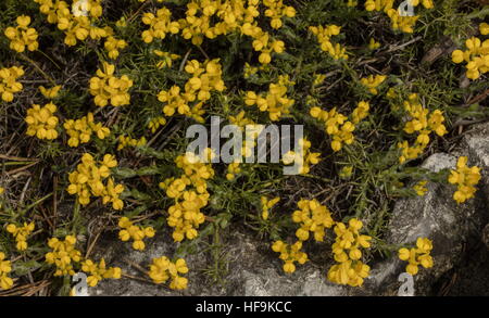 L'espagnol l'ajonc, genêt, Genista hispanica Espagnol Banque D'Images