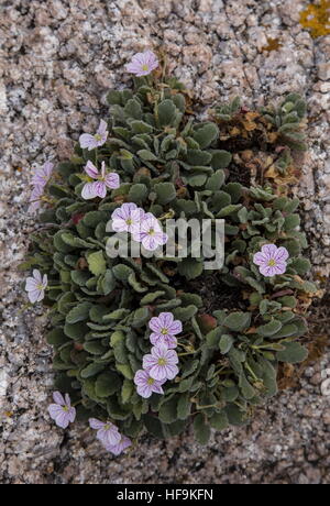 Storksbill corses, Erodium corsicum en fleurs sur les rochers de granit, l'ouest de la Corse. Banque D'Images