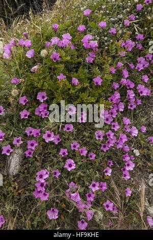 Liseron des champs Convolvulus althaeoides mauve, en pleine floraison, les garrigues, la Corse. Banque D'Images