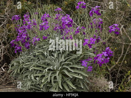 Le Stock, Matthiola incana en fleurs et fruits ; côtes de Corse. Banque D'Images