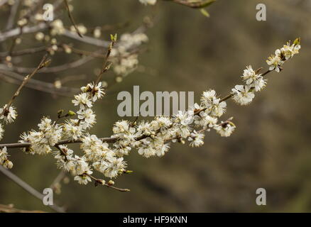 Prune Marmot, Prunus brigantina, en fleurs dans les Alpes Maritimes, France. Banque D'Images