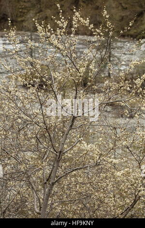 Prune Marmot, Prunus brigantina, en fleurs dans les Alpes Maritimes, France. Banque D'Images