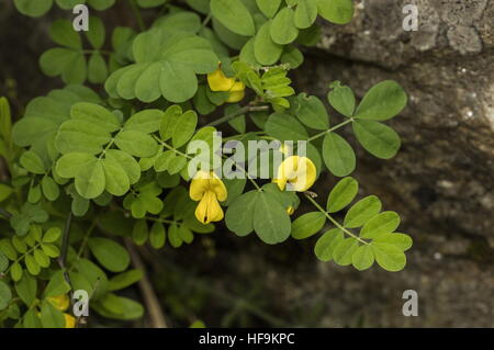 Senna, Hippocrepis emerus Scorpion, en fleurs au printemps, le sud de la France. Banque D'Images