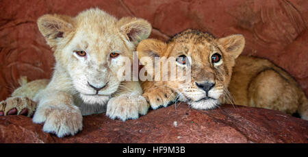 A Two Month Old Lion Cub Hides Between His Mother S Legs On His First Day Outside In The Lions Den At Ouwehands Zoo In Rhenen The Netherlands May 15 03 After A Two Month A Two Month Old Lion Cub Hides Between His Mother S Legs On His First Day Outside In The Lions Den At Ouwehands Zoo In Rhenen The Netherlands May 15 03 After A Two Month