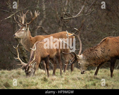 Red Deer Stag pâturage sur l'herbe d'hiver Banque D'Images