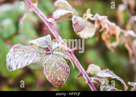 Frosty bramble quitte à Bristol, comme un épais brouillard qui a causé le chaos de voyage à travers le Royaume-Uni est prévu à l'habillage du pays à nouveau jeudi, les prévisionnistes dit. Banque D'Images