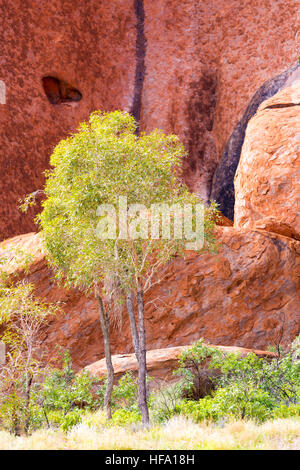 Uluru, plus de détails. Territoire du Nord, Australie Banque D'Images