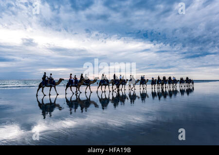 Cable Beach, Australie occidentale. Chameaux sur la plage au coucher du soleil Banque D'Images