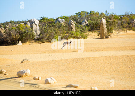 Kangaroo à l'ouest de l'Australie, Désert des Pinnacles Banque D'Images