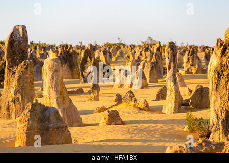 Le Désert des Pinnacles, Australie occidentale Banque D'Images