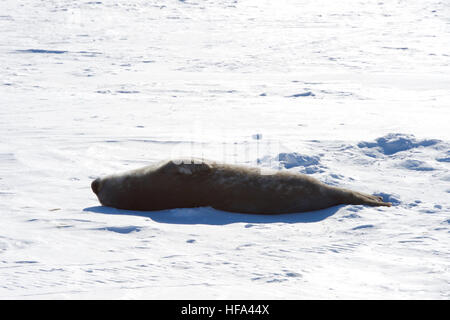 Un phoque de Weddell baigne dans le soleil, il jette sur la glace à l'extérieur de la Base de Scott, la nouvelle station de recherche de la Nouvelle-Zélande dans l'Antarctique, en tant que secrétaire d'État américain John Kerry a observés le 12 novembre 2016, après la visite de l'installation, les pays voisins de la station McMurdo, et d'autres installations de recherche américain autour de l'île de Ross et la mer de Ross dans l'effort d'apprendre au sujet des effets du changement climatique sur le continent. Banque D'Images