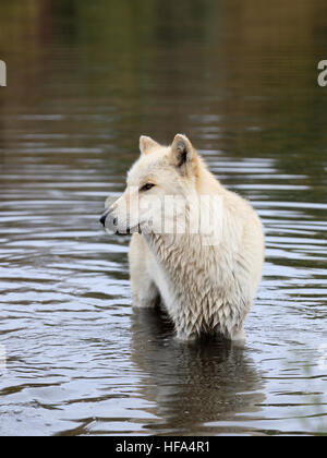 Une blonde dans l'eau du loup Banque D'Images