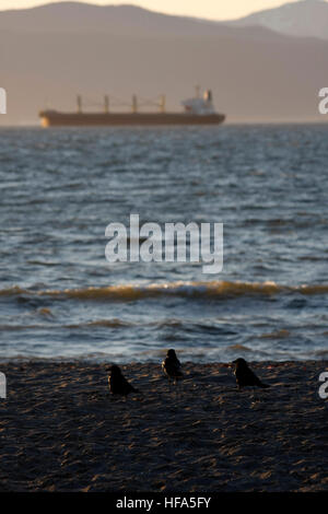 Trois petits oiseaux Banque D'Images