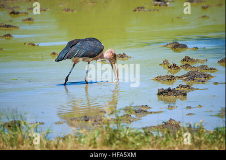 La recherche de nourriture stork Marabu Banque D'Images