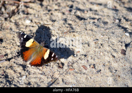 L'amiral jaune australien papillon, Vanessa itea, jette une ombre sur le terrain dans le Royal National Park, Sydney Banque D'Images