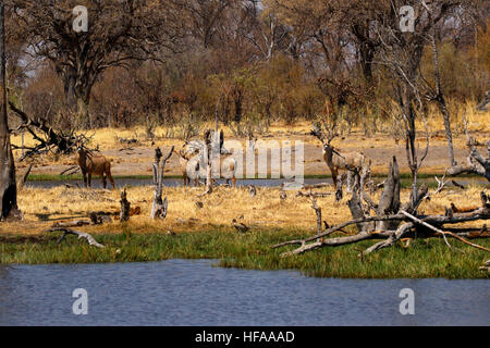 Troupeau de belles très secret Roan antelope venant à boire dans le Delta de l'Okavango Banque D'Images