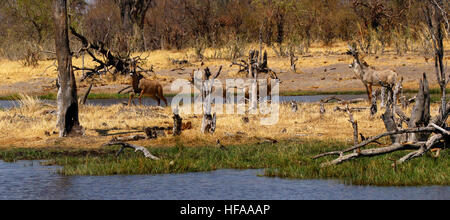 Troupeau de belles très secret Roan antelope venant à boire dans le Delta de l'Okavango Banque D'Images