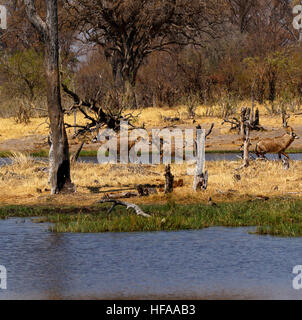 Troupeau de belles très secret Roan antelope venant à boire dans le Delta de l'Okavango Banque D'Images