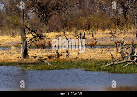 Troupeau de belles très secret Roan antelope venant à boire dans le Delta de l'Okavango Banque D'Images