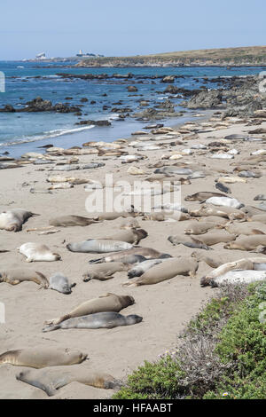 Les éléphants de la mue sur la plage de White Rocks, Piedras Blancas.la Route Nationale 1, la Pacific Coast Highway, PCH, Californie,USA Banque D'Images