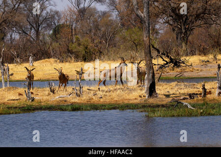 Troupeau de belles très secret Roan antelope venant à boire dans le Delta de l'Okavango Banque D'Images