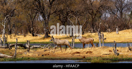 Troupeau de belles très secret Roan antelope venant à boire dans le Delta de l'Okavango Banque D'Images