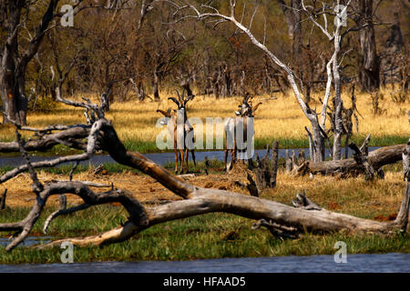 Troupeau de belles très secret Roan antelope venant à boire dans le Delta de l'Okavango Banque D'Images