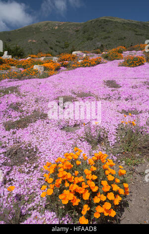 Des fleurs au printemps le long de la route nationale 101, Autoroute de la côte Pacifique, PCH, Californie,USA,United States of America, Banque D'Images