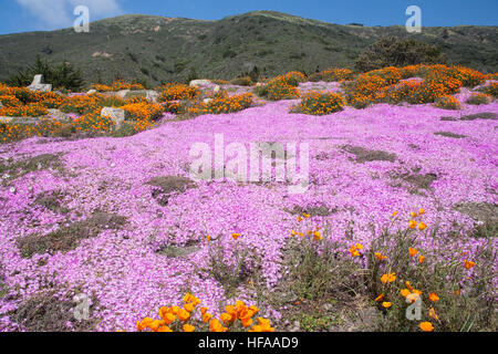 Des fleurs au printemps le long de la route nationale 101, Autoroute de la côte Pacifique, PCH, Californie,USA,United States of America, Banque D'Images