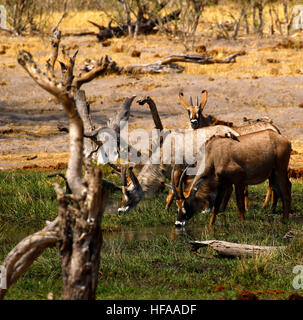 Troupeau de belles très secret Roan antelope venant à boire dans le Delta de l'Okavango Banque D'Images