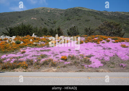 Des fleurs au printemps le long de la route nationale 101, Autoroute de la côte Pacifique, PCH, Californie,USA,United States of America, Banque D'Images