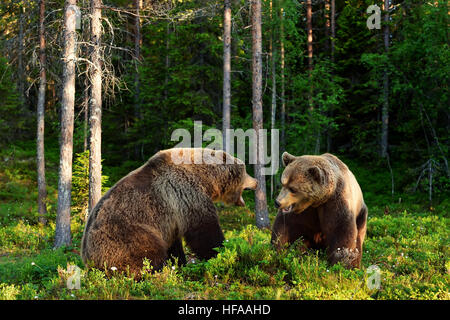 L'ours en colère. Ours agressif. La lutte contre l'ours. Supporter l'agression. La lutte contre l'animal. Banque D'Images