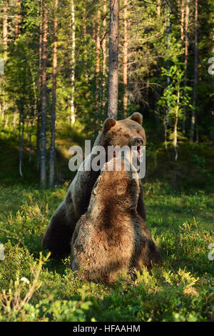 Ours agressif. L'ours en colère. La lutte contre l'ours. Supporter l'agression. La lutte contre l'animal. Banque D'Images