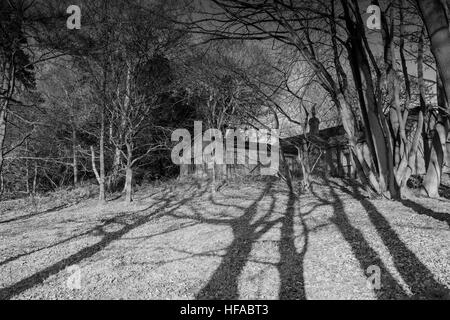 B&W spooky tree shadows menant à l'étain hut in forest Banque D'Images