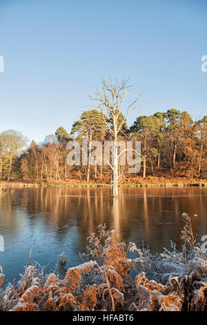 Arbre immergé dans le lac, Clumber park, Nottinghamshire, Angleterre Banque D'Images