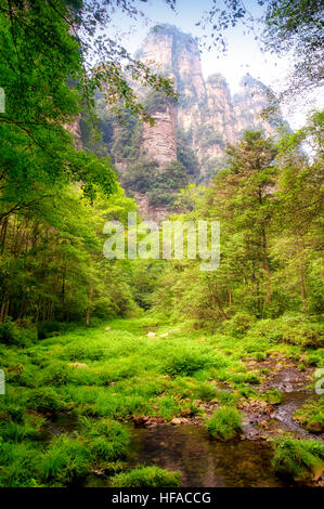 Le whip d'or dans le ruisseau Zhangjajie parc national forestier de la province du Hunan en Chine. Banque D'Images