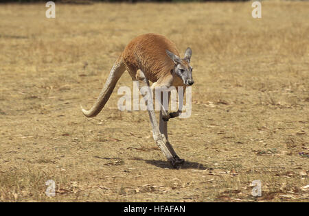 Kangourou rouge, Macropus rufus, homme, de l'Australie Banque D'Images